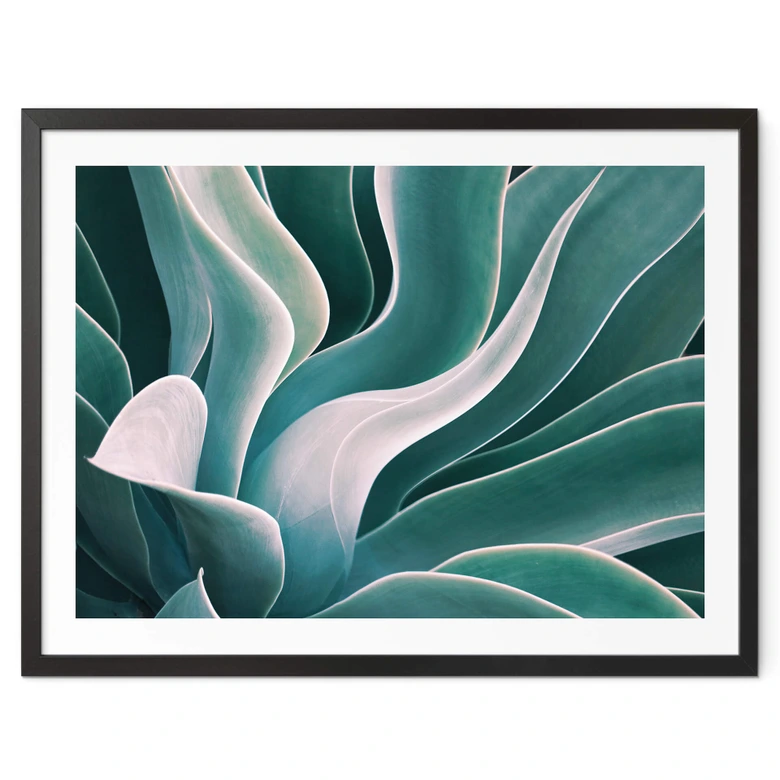 Poster Wechsler - Agave in de Ochtend 