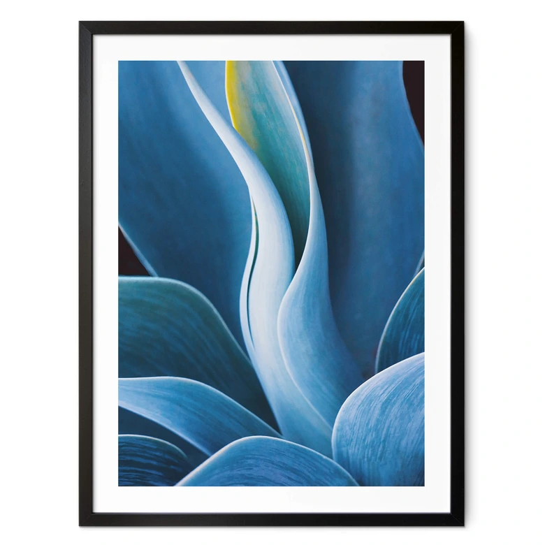 Poster Wechsler - Pflanzen Stillleben Agave 