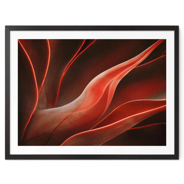 Poster Wechsler - Pflanzen Stillleben Agave im Herbst 