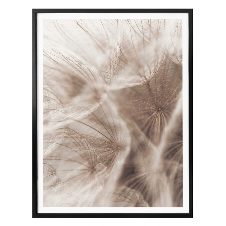 Poster Zarte Pusteblume 