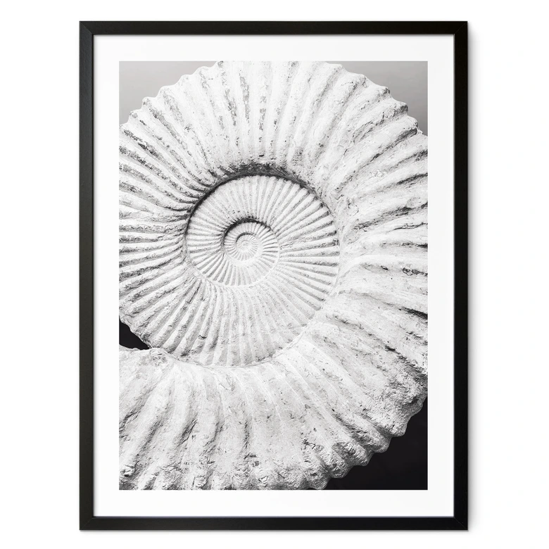 Poster Fossile Muschel - Shot by Clint 