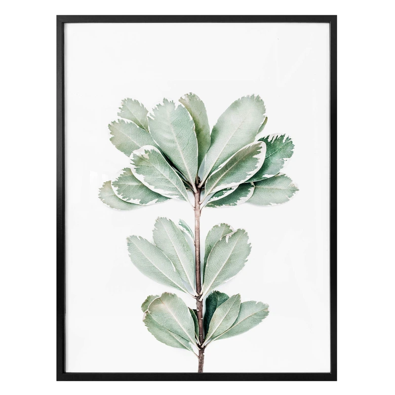 Poster Sisi & Seb - Botanik 