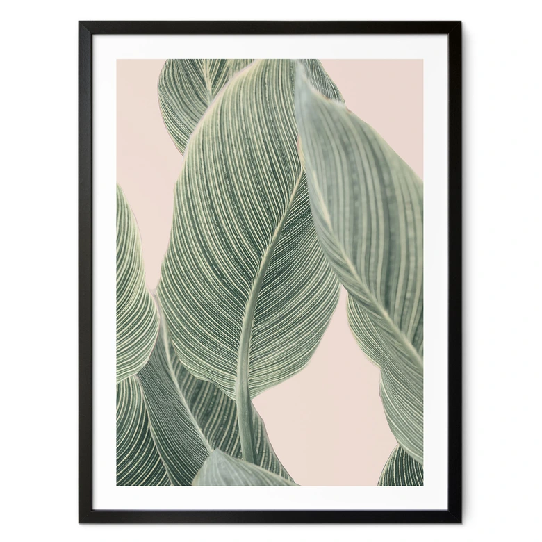 Poster Calathea växt - Sisi & Seb 