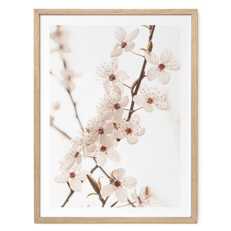 Poster Branche avec fleurs de cerisier blanches - Sisi & Seb 