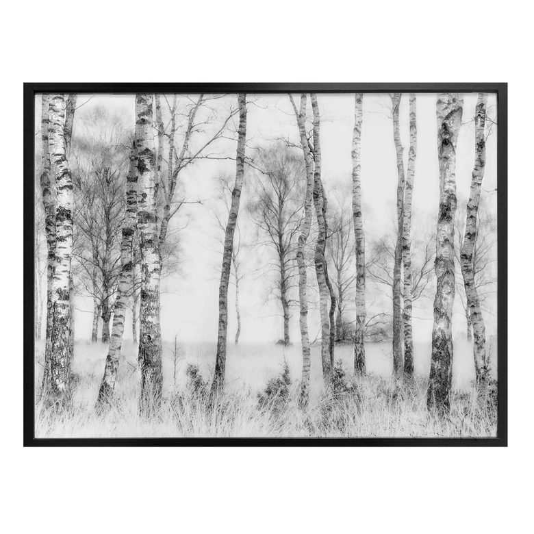 Poster Talen - Schwarz-weißer Birkenwald 