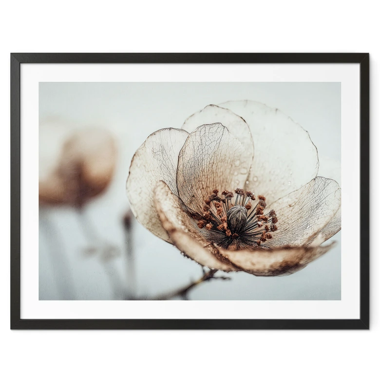 Blumen Poster Trockenblüte Beige Naturpoesie - Treechild 