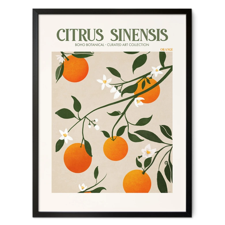 Poster Boho sinaasappelboom - Citrus Sinensis - Tunaboylu 