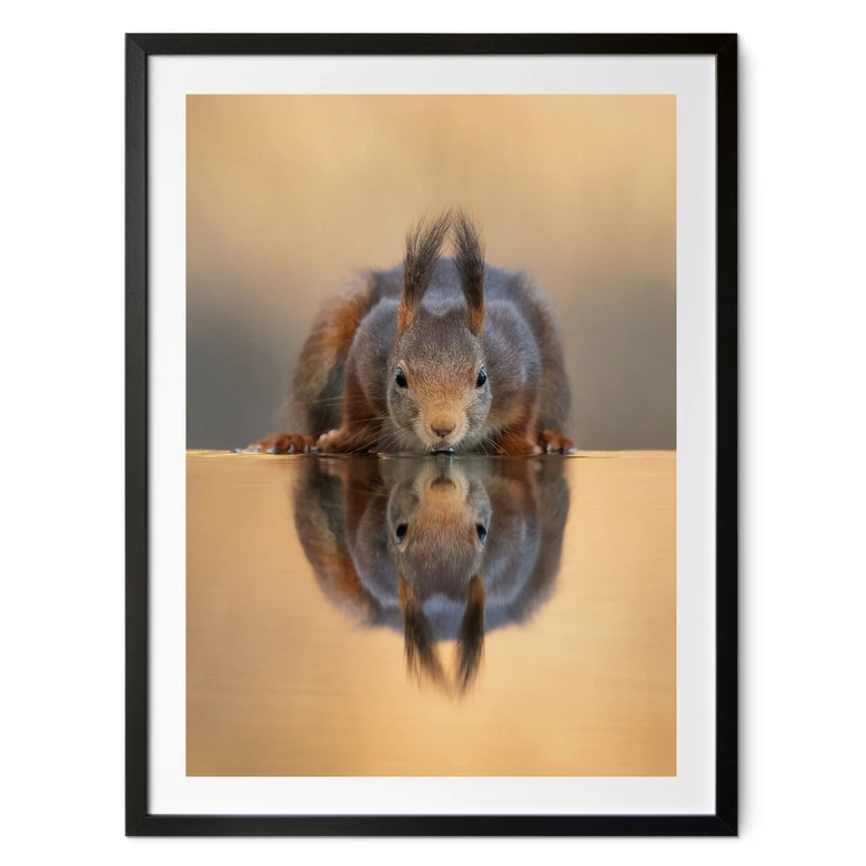 Poster Eichhörnchen am Wasser - van Duijn 