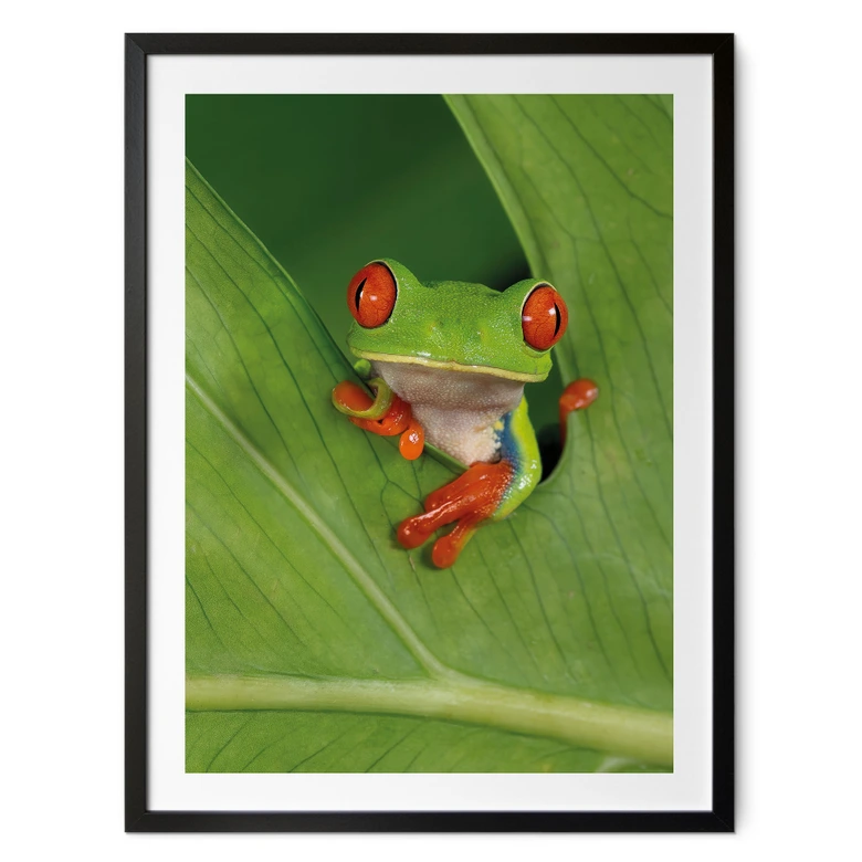 Poster Laubfrosch im Regenwald - van Duijn 