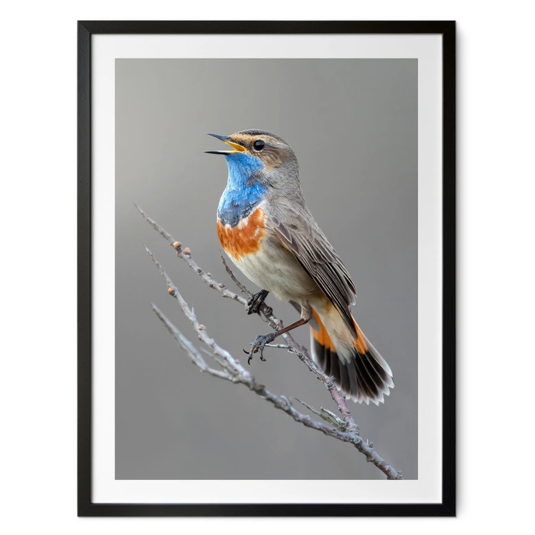 Poster Singendes Blaukehlchen - van Duijn 