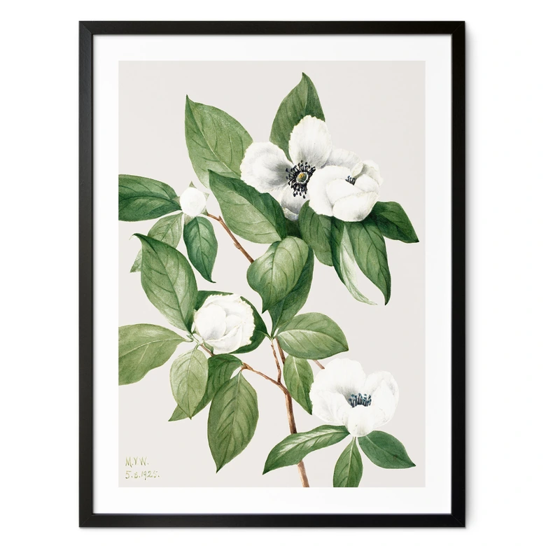 Poster Botanik Illustration einer Scheinkamelie - Walcott 