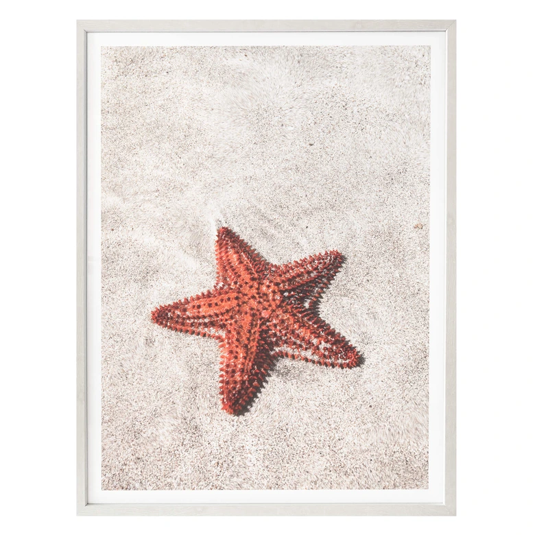 Póster Colombo - Estrella de mar roja 