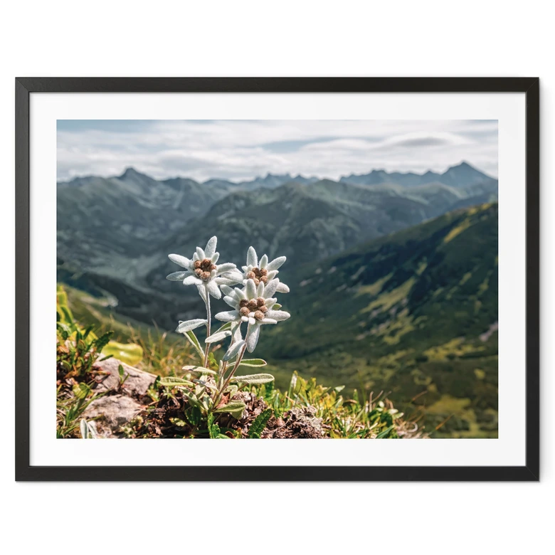 Poster Weißer Alpen-Edelweiß auf dem Berg 