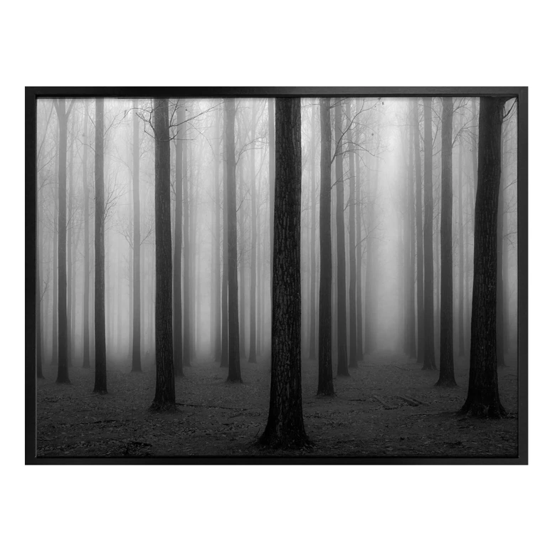 Poster Bongaerts - Nebel im Wald 