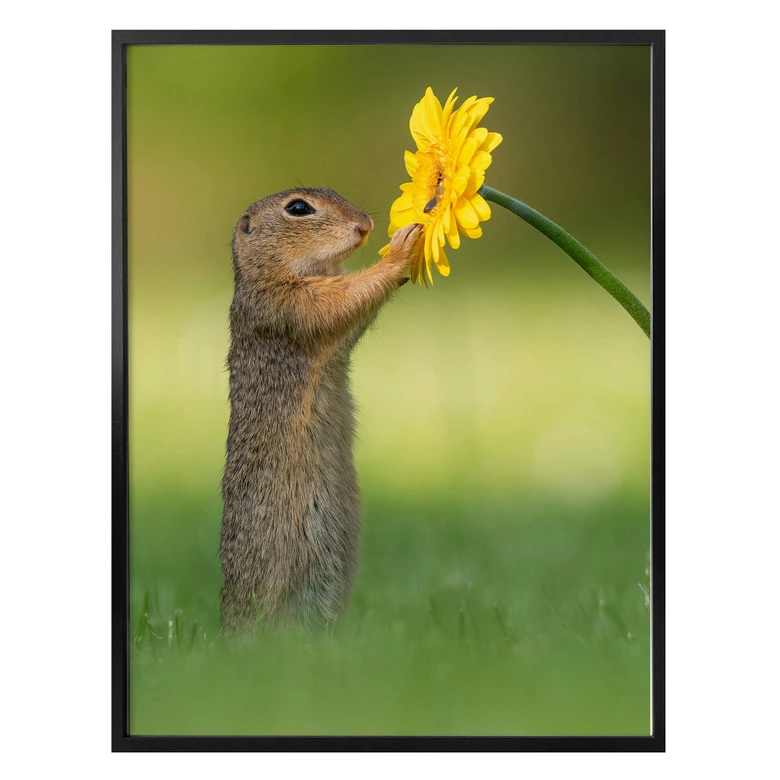 Plakat van Duijn - Wiewiórka ziemna trzymająca kwiatek 