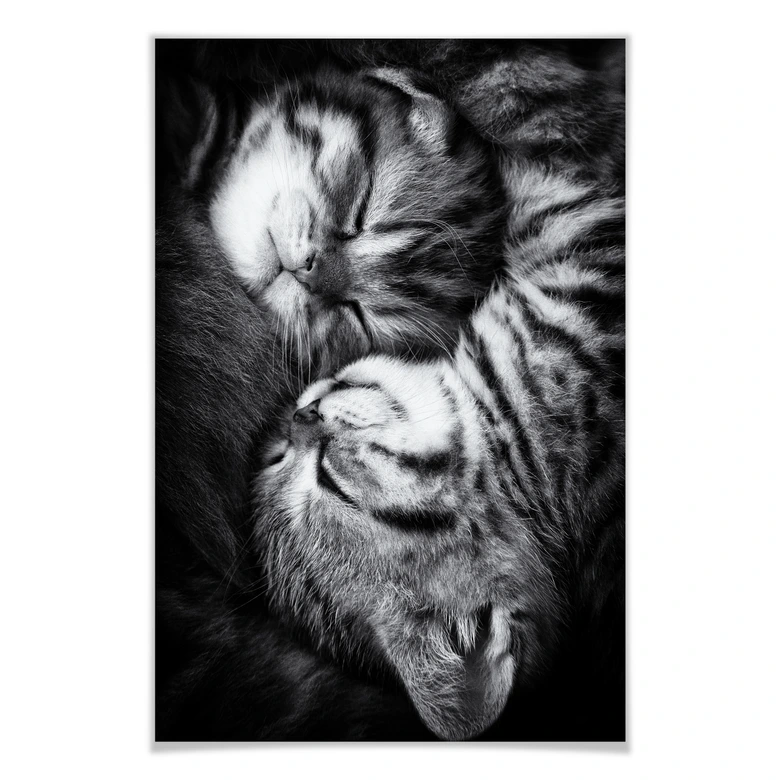 Poster Jancova - Sweet Kitten 