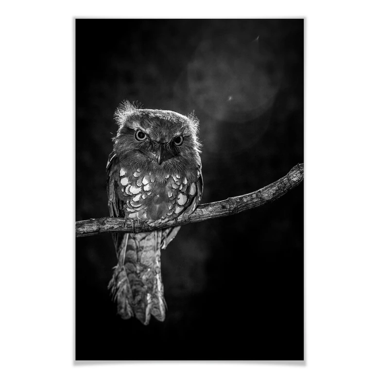 Poster Wilianto - Staring Owl 