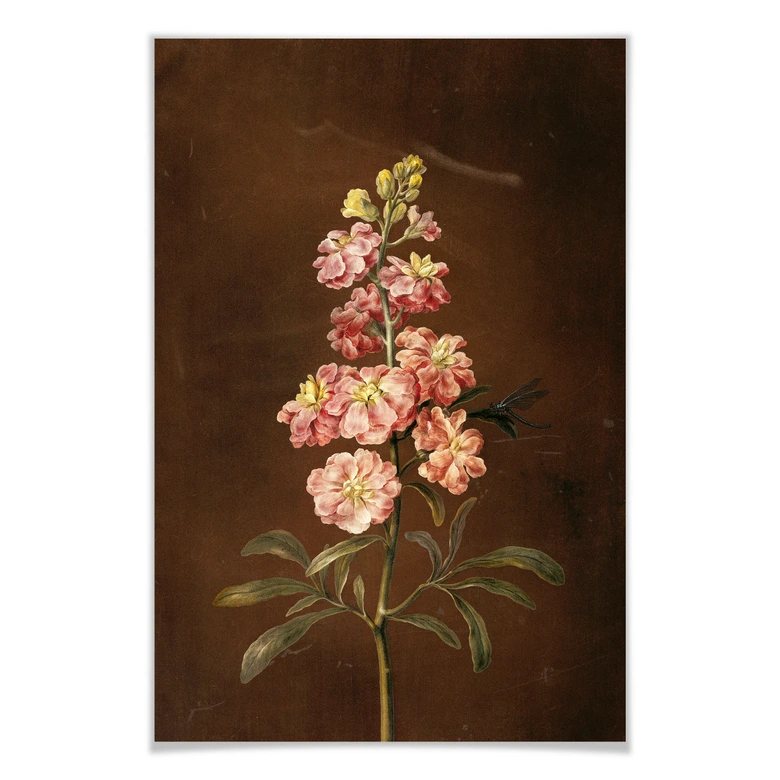 Poster Dietzsch -  Eine rosa Garten Levkkoje 