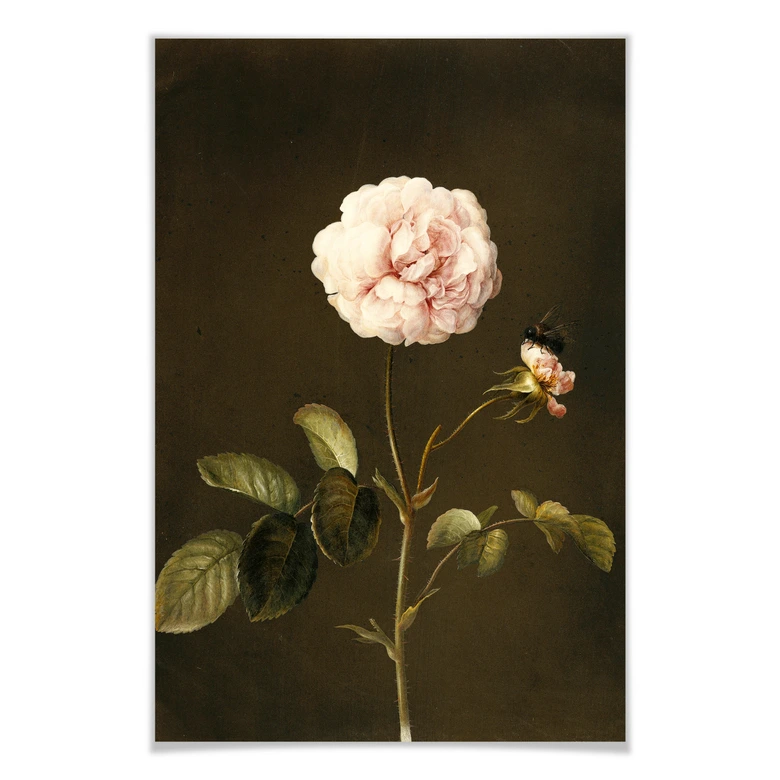 Poster Dietzsch - Essig-Rose mit Hummel 