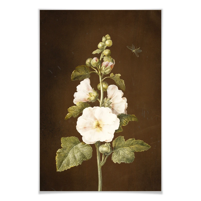 Poster Dietzsch - Stockrose 