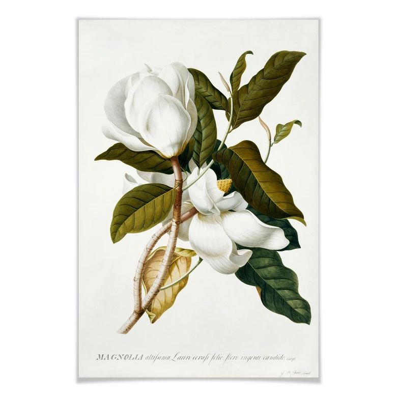 Poster Ehret - Magnolie 