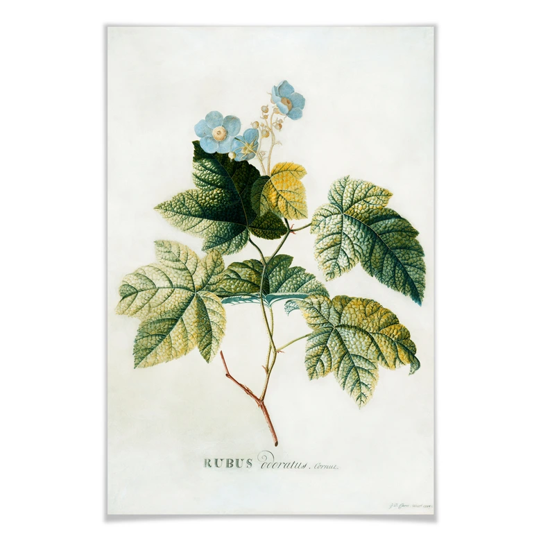 Poster Ehret - Rubus 