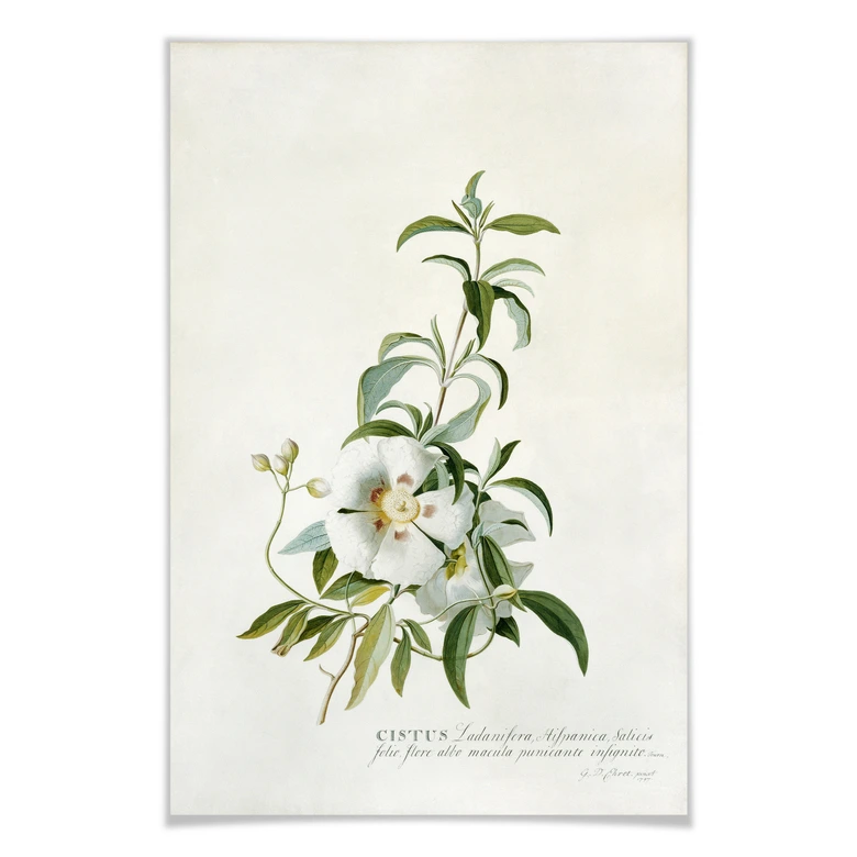 Poster Ehret - Zistrose 