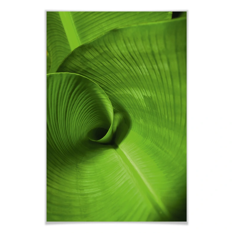 Poster Bananenblatt 