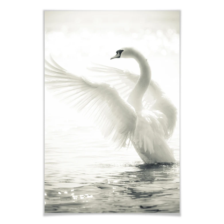 Poster Majestätischer Schwan 