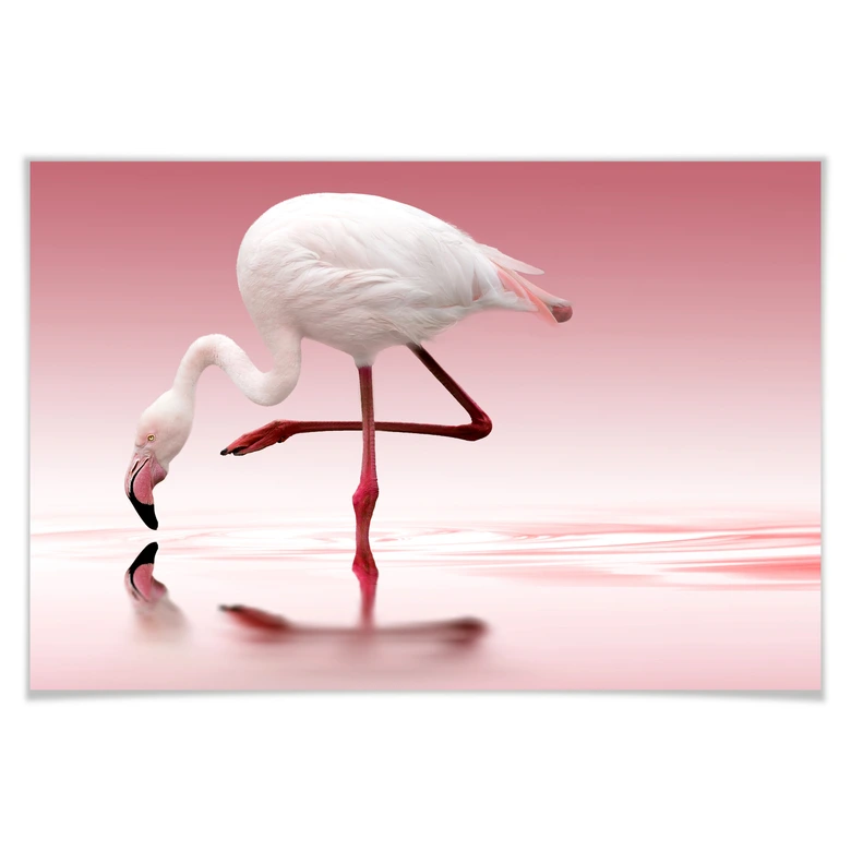 Poster Reindl - Pink Flamingo 