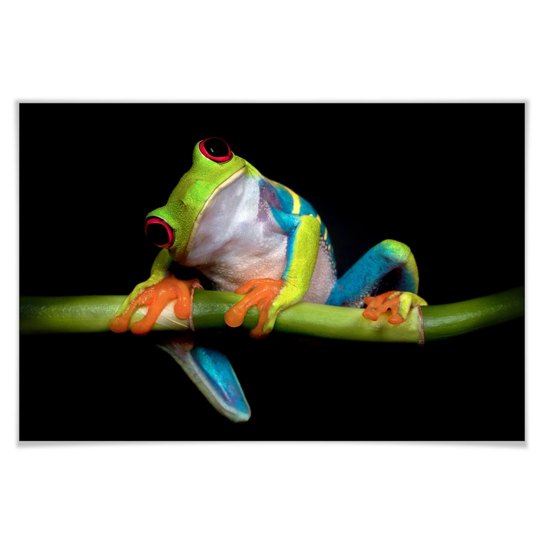 Poster Valverde - Green Frog 