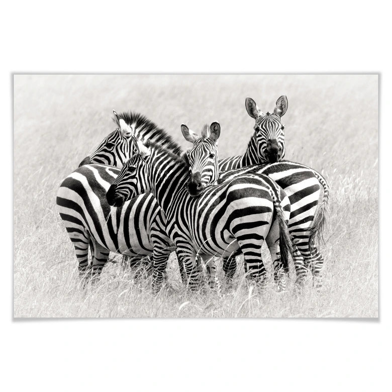Poster Trubitsyn - Zebras in der Savanne 