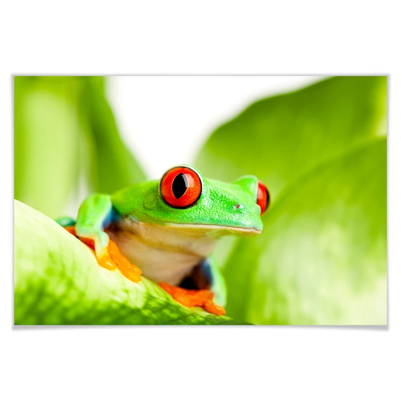 Poster Knallfrosch 