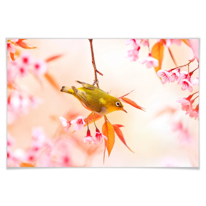 Poster Vogelgezwitscher in der Kirschblüte 