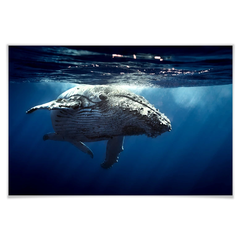 Poster humpback whale on dive 