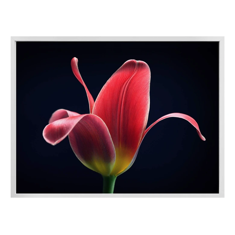 Poster Grønkjær - First Tulip 