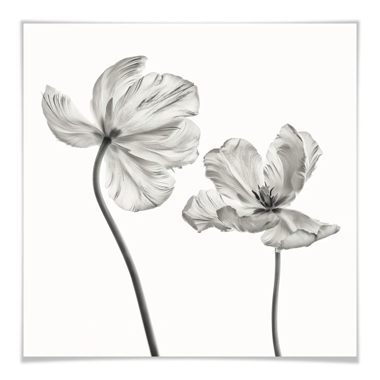 Poster Grønkjær - Tulpenblüte 