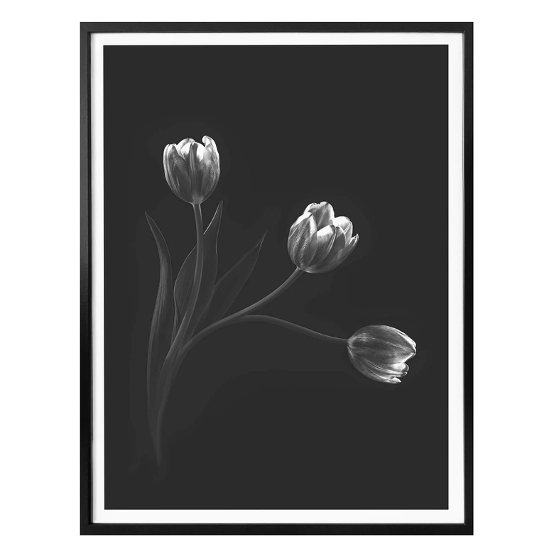 Poster Pan - Tulpentrio 