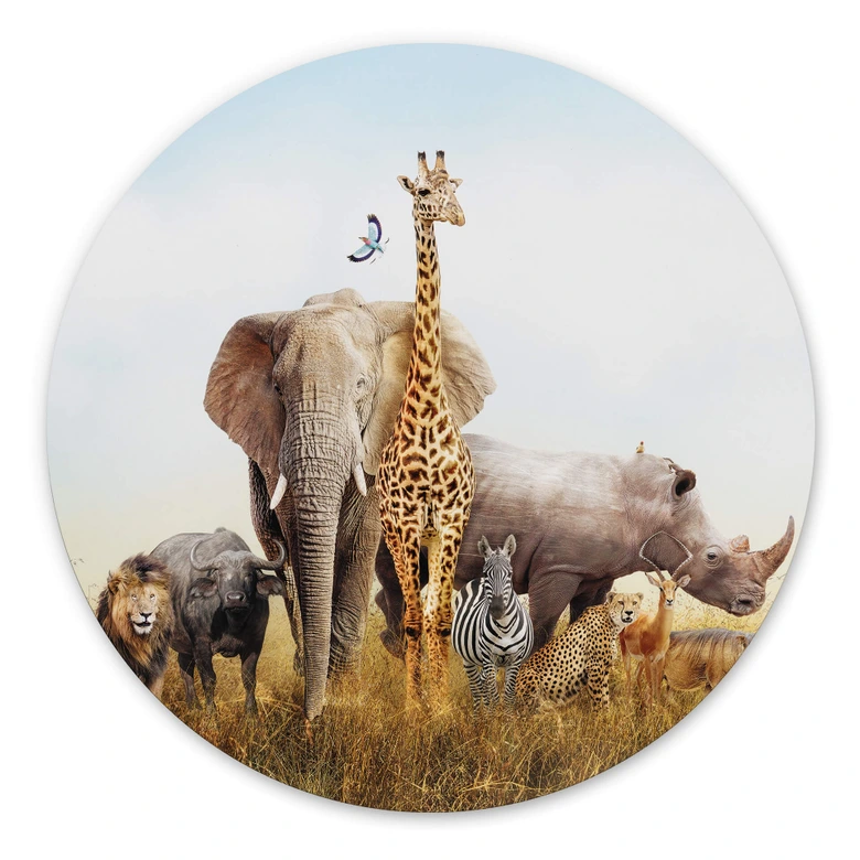 Alu-Dibond Afrikanische Tiere - Rund 