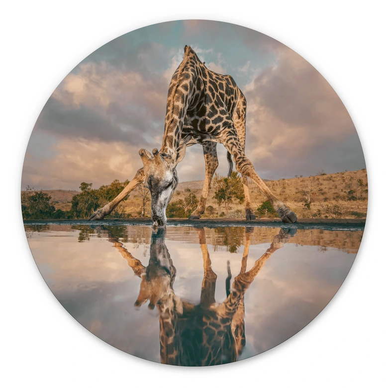 Wandbild Reflexion einer Giraffe in der Wildnis - Amtmann - Alu-Dibond Rund 