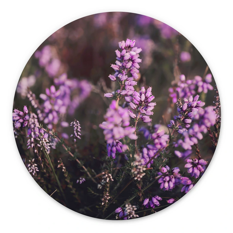 Wandbild Lila Heideblüte im warmen Licht - Annie - Alu-Dibond Rund 