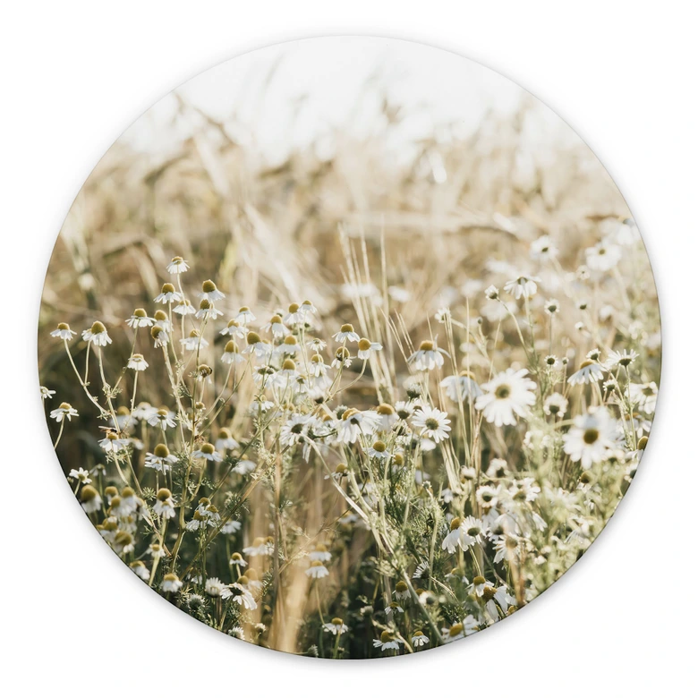 Wandbild Sommerwiese mit Kamille - Annie - Alu-Dibond Rund 