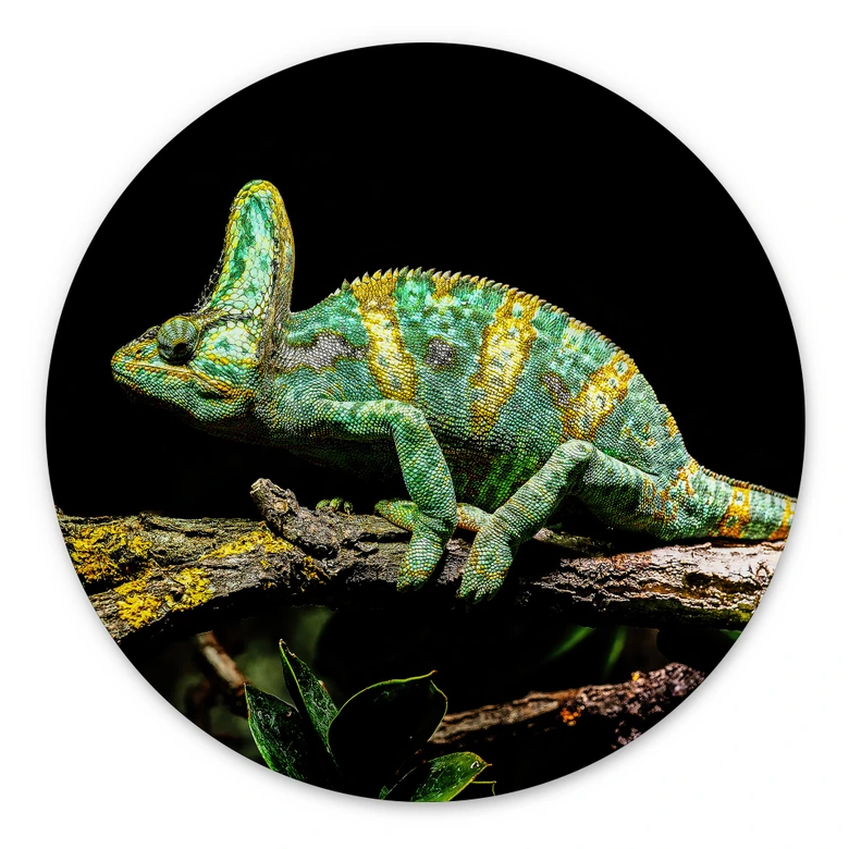 Wandbild Chamäleon - Alu-Dibond Rund - Brown 