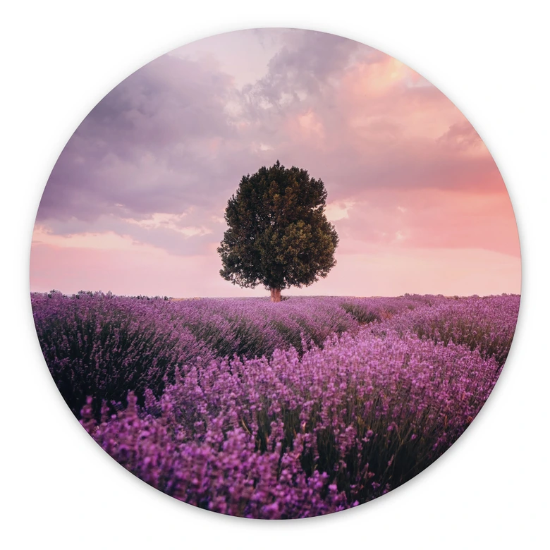 Wandbild Lila Lavendelfelder bei Sonnenuntergang - Cevik - Alu-Dibond Rund 