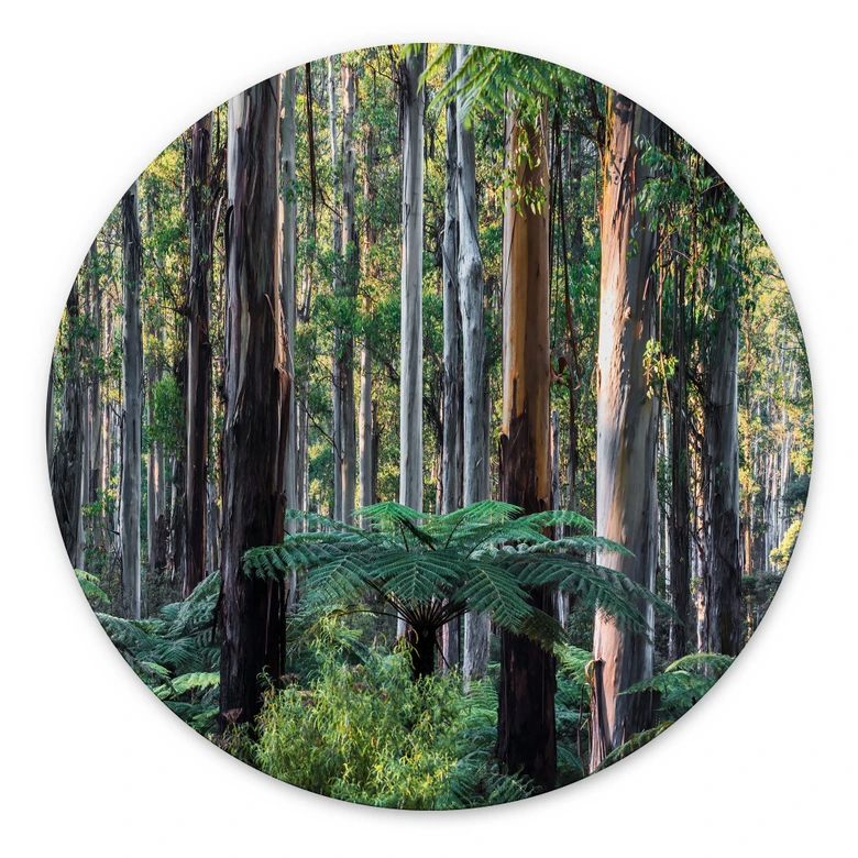 Wandbild Eukalyptuswald in den Yarra Ranges - Colombo - Alu-Dibond Rund 