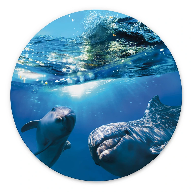 Wall Art Dolphins Underwater - Alu-Dibond Round 