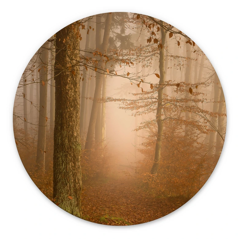Wandbild Dunst und Licht im herbstlichen Wald - Maier - Alu-Dibond Rund 
