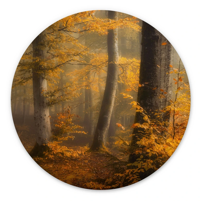 Wandbild Goldene Blätter im nebligen Wald - Maier - Alu-Dibond Rund 