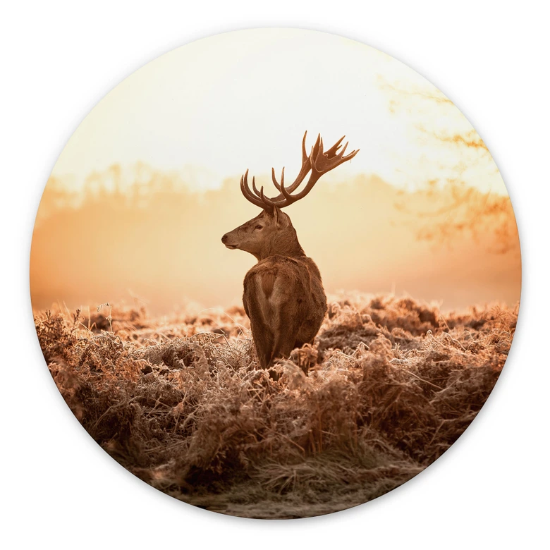 Wandbild Majestätischer Hirsch - Alu-Dibond Rund 