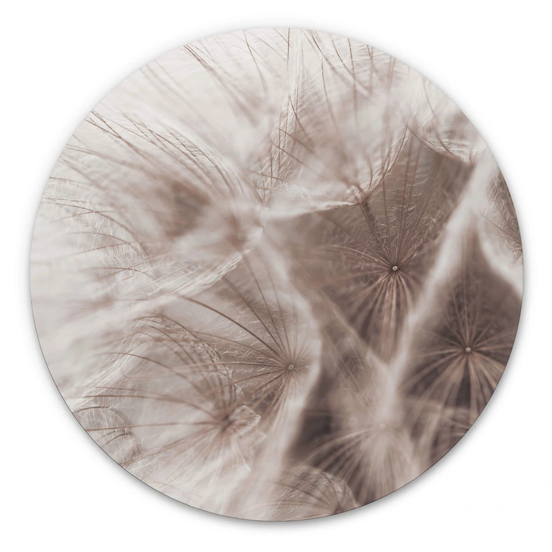Alu-Dibond Pusteblume Close Up - Rund 